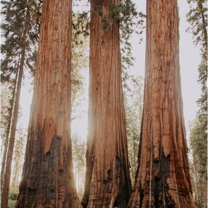 Sequoia_National_Park_Elopement0004